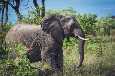 Elephant drinking water