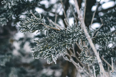 Close-up of pine tree during winter