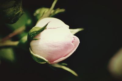 Close-up of flower against blurred background