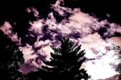 Low angle view of trees against sky