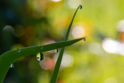 Close-up of water drops on plant