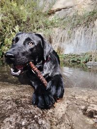 Black dog looking away