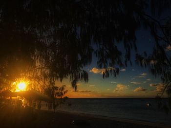 Silhouette of trees at sunset