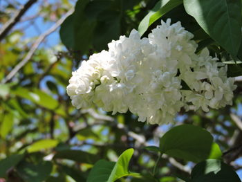 Close-up of white flower blooming on tree