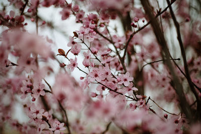 Close-up of cherry blossoms in spring