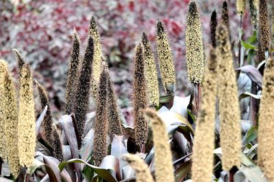 Close-up of succulent plant on field