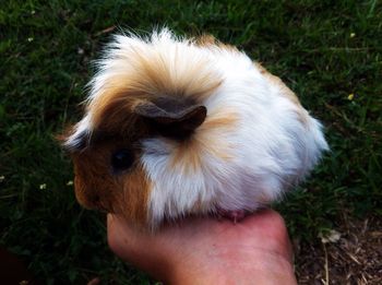 Cropped image of owner holding guinea pig