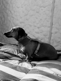 Dog relaxing on bed at home