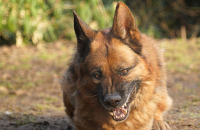 Close-up portrait of a dog on field