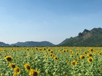 Scenic view of sunflower field against sky