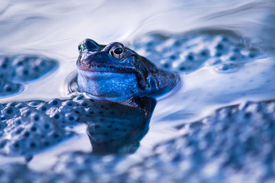 Close-up of frog swimming in water and frog spawn