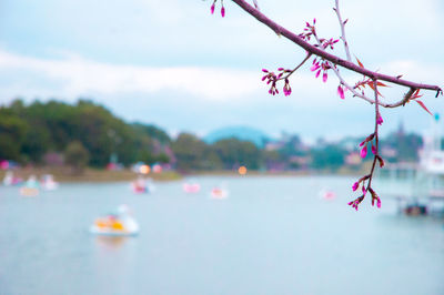 Close-up of pink flowers on lake against sky