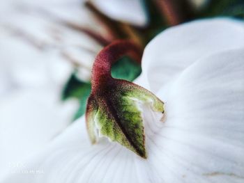 Full frame shot of white flower