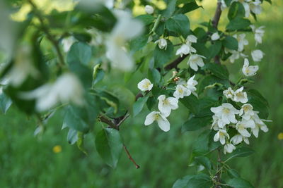 Close-up of plant