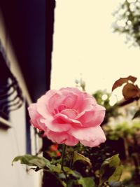 Close-up of pink rose