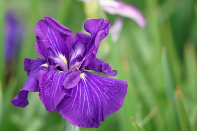 Close-up of purple iris flower