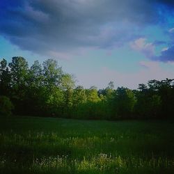 Scenic view of field against sky