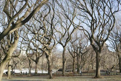 Winter in the central park