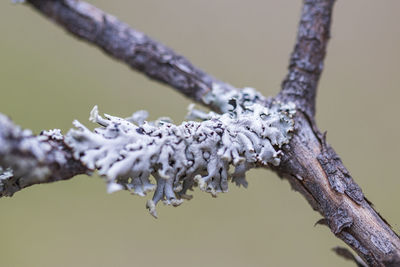 Close-up picture of a tree branch