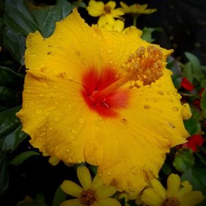 Close-up of wet yellow flower