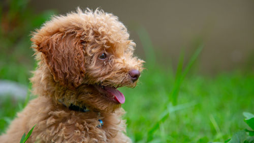 Close-up of a dog on field