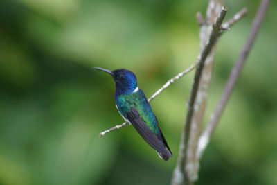 Close-up of bird perching on leaf