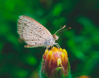 Close-up of butterfly pollinating on flower