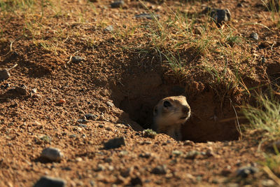 High angle view of squirrel on land