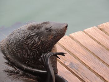 High angle view of sea lion