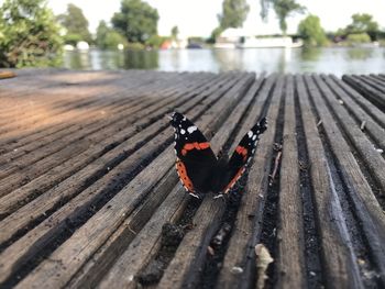 Close-up of butterfly on wooden plank