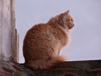 Low angle view of cat on retaining wall