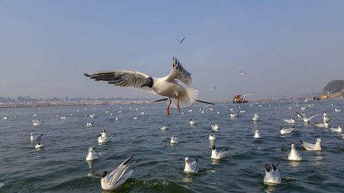 Seagulls flying over sea against clear sky