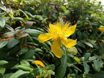 Close-up of yellow flower blooming outdoors