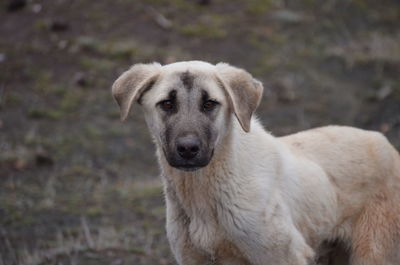 Close-up portrait of dog on field