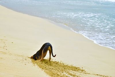 View of a horse on the beach