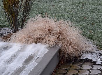 Scenic view of snow covered plants