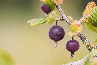 Black ribes uva-crispa, known as gooseberry or european gooseberry, is a species of flowering shrub 