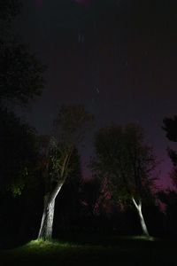 Low angle view of trees against sky