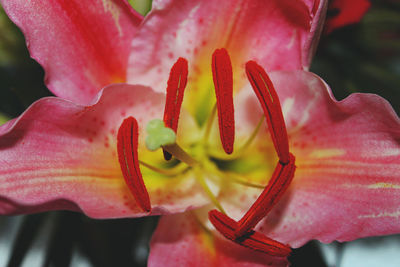 Close-up of pink rose flower