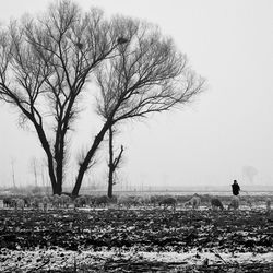 Bare trees on snow covered field