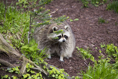 Obese raccoon standing transfixed in garden behind shrub staring ahead 