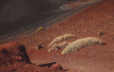 High angle view of dry vegetation on volcanic sand