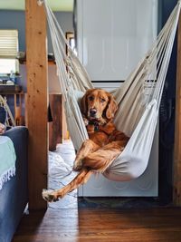 Portrait of dog looking at home