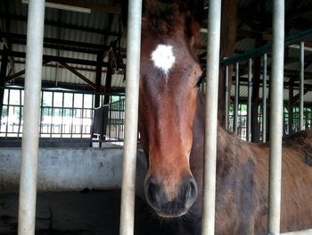 Close-up of horse in stable