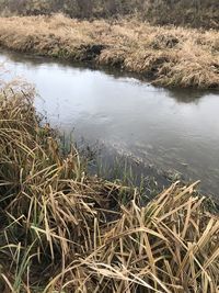 High angle view of grass on lake