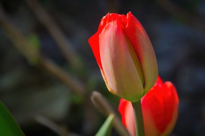 Close-up of red tulip