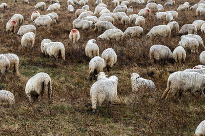 Sheep grazing on field