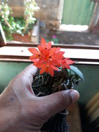 Close-up of hand holding red flower