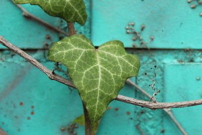 Close-up of ivy growing outdoors
