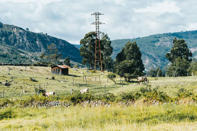 View of animals on field against mountain